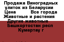 Продажа Виноградных улиток из Беларусии › Цена ­ 250 - Все города Животные и растения » Другие животные   . Башкортостан респ.,Кумертау г.